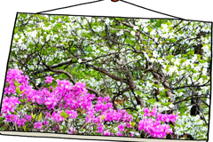 シロヤシオとトウゴクミツバツツジの競演