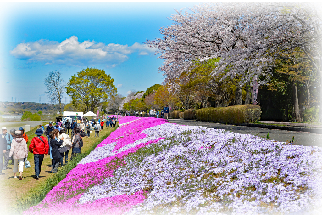 相模川の芝桜 2019-4 (12)