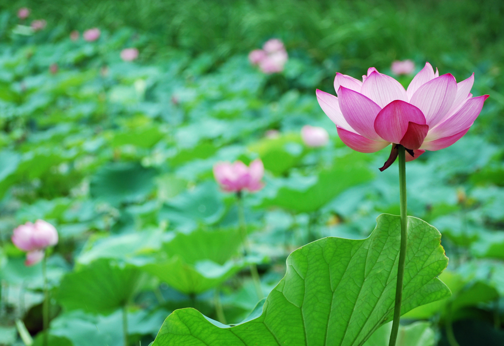 西方浄土の香り