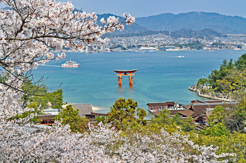 宮島・満開桜2