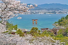 宮島・満開桜2 宮島・満開桜2