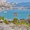 宮島・満開桜2