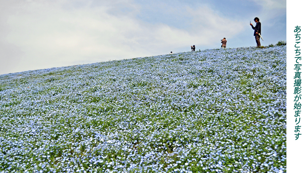 ネモフィラ・コキア　セレクト写真集2011/2012(8)