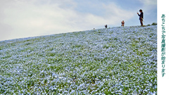 ネモフィラ・コキア　セレクト写真集2011/2012(8)