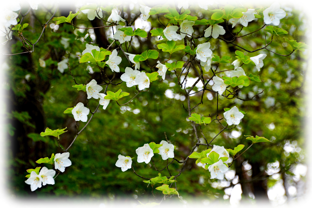 丹沢のシロヤシオ(2)