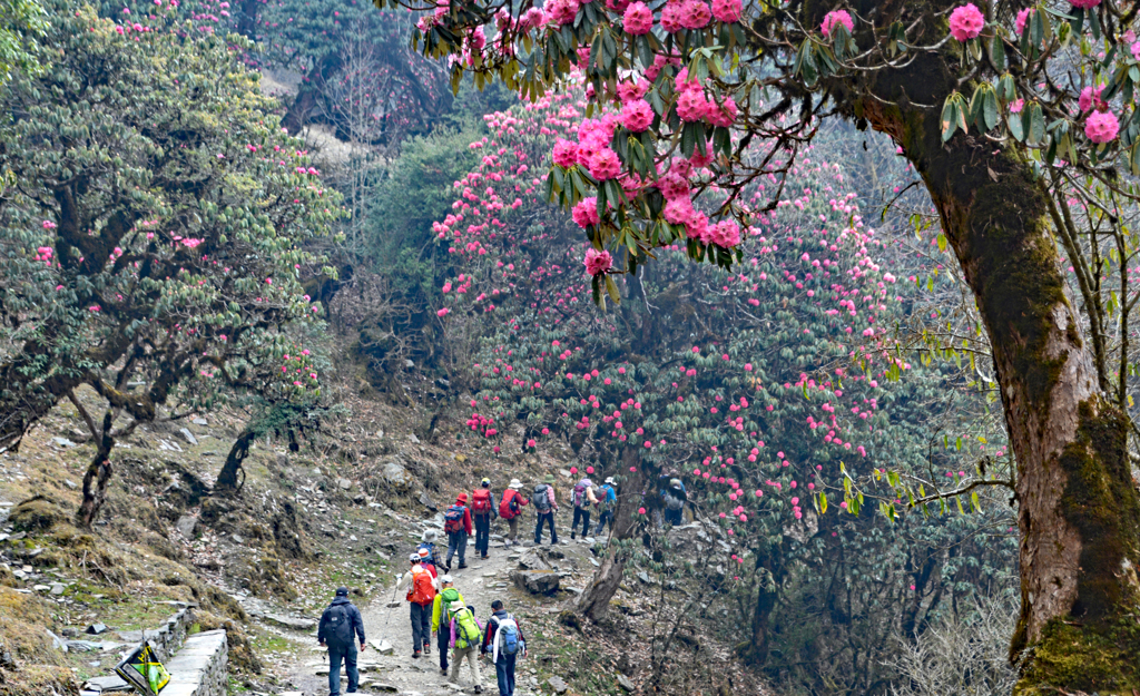 シャクナゲの巨木で囲まれた山道を行く