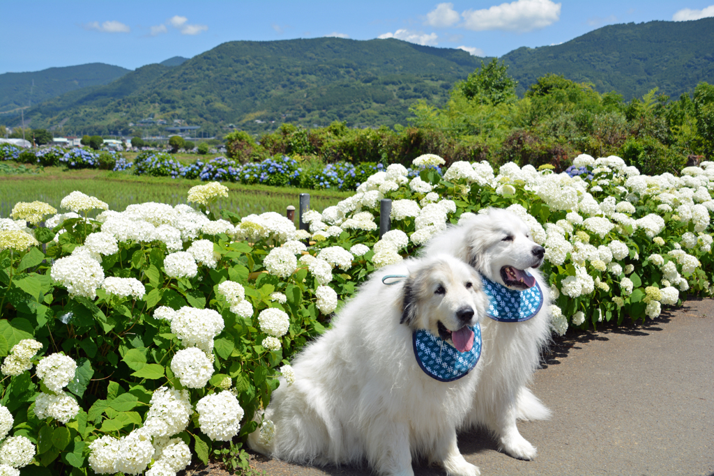 アナベルとピレネー犬の競演