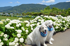 アナベルとピレネー犬の競演
