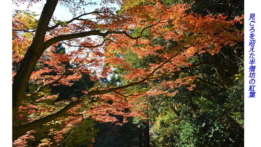 鎌倉アルプス紅葉狩り2014(13)