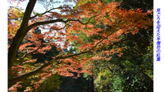 鎌倉アルプス紅葉狩り2014(13)