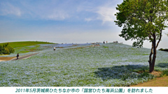 ネモフィラ・コキア　セレクト写真集2011/2012(2)