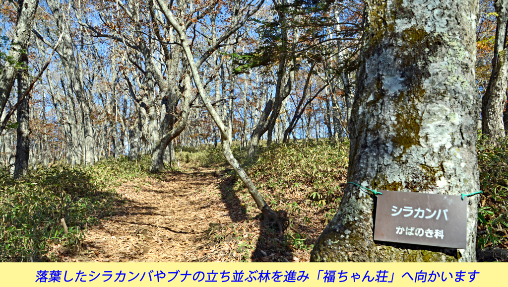 錦秋の大菩薩を歩く2014(29)