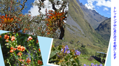 ペルー・アンデス　ブランカ山群トレッキング2015(69)