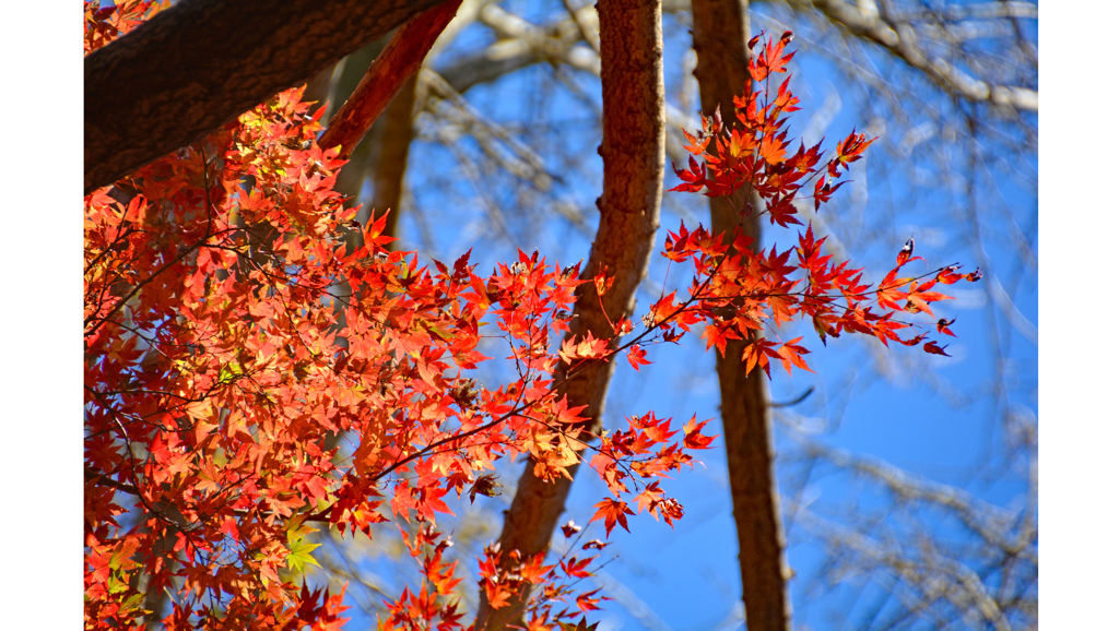 鎌倉アルプス紅葉狩り2014(45)