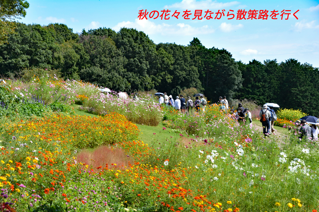 秋の里山ガーデンフェスタ in 横浜 2020 (8)