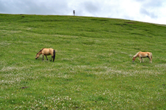 天空のユートピアで草花を食む馬たち