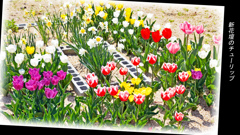 新花壇のチューリップ