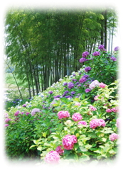 清楚なあじさいの花(千葉県・茂原市) 清楚なあじさいの花(千葉県・茂原市)