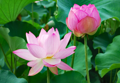 古代蓮の里を訪ねて2009(3)