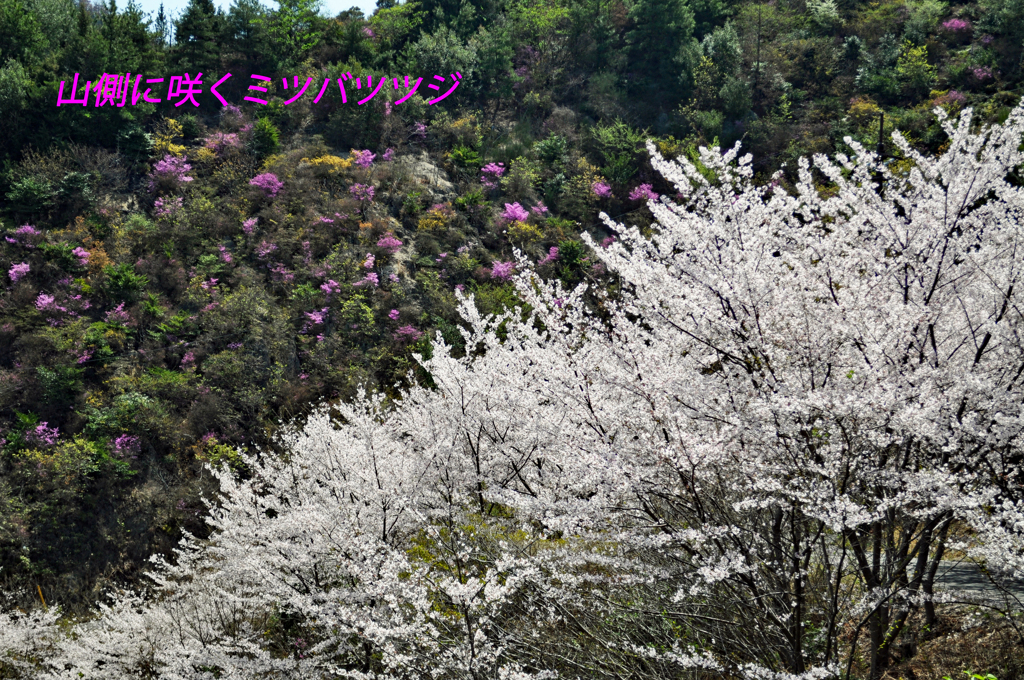 瀬戸内の三千本桜 2011 (8)