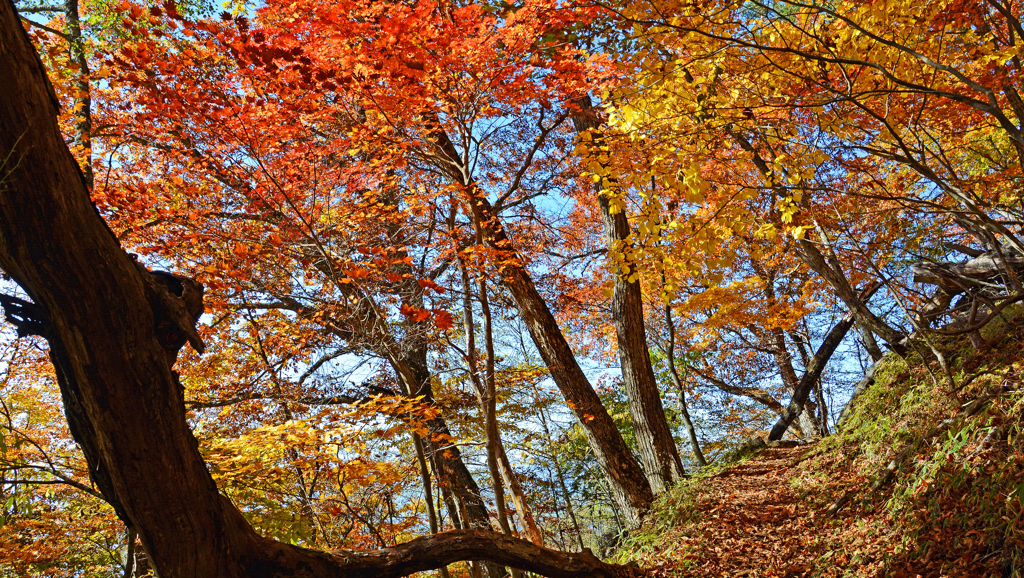 秋の大菩薩峠の山旅(6)