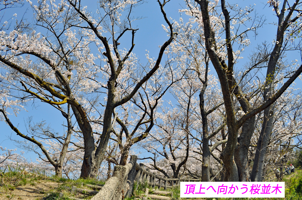 瀬戸内の三千本桜 2011 (12)