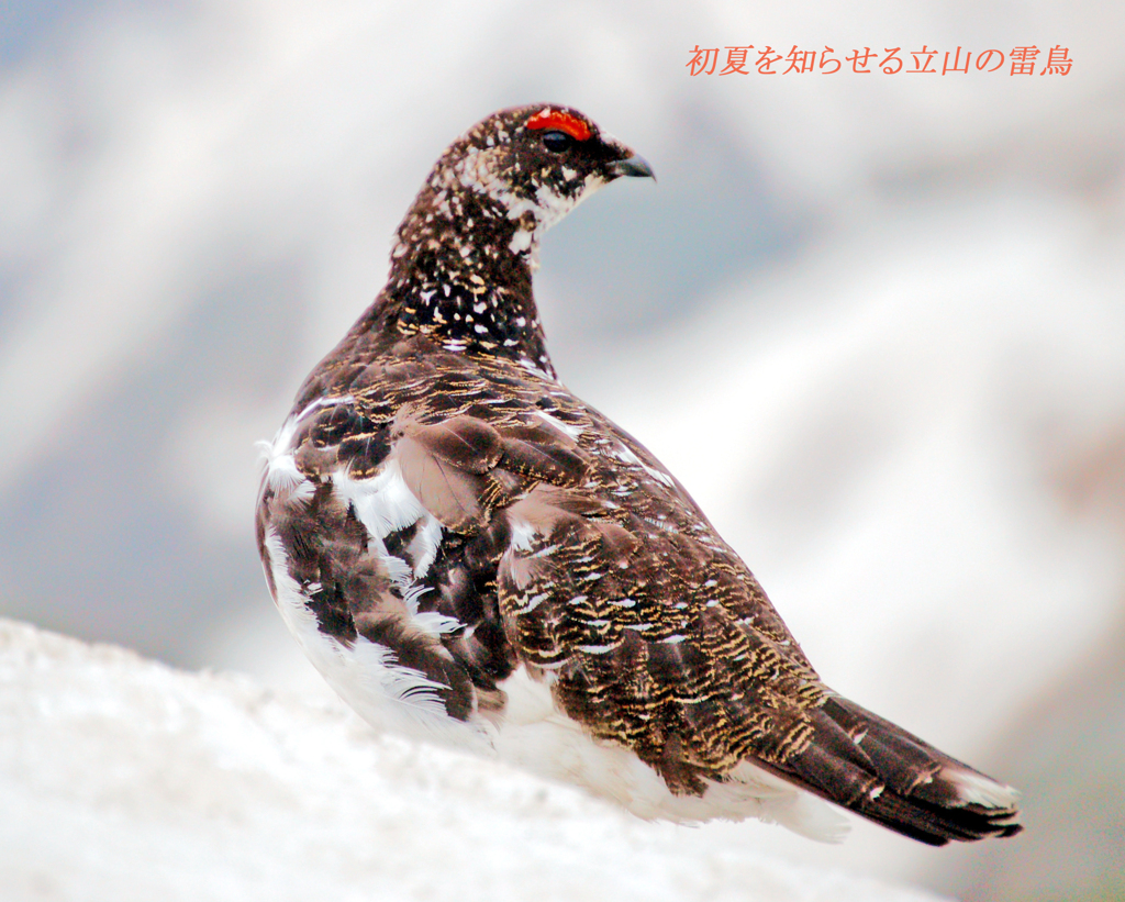 残雪の上で初夏を告げるライチョウ