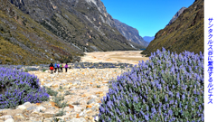 ペルー・アンデス　ブランカ山群トレッキング2015(61)