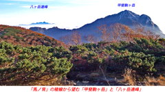 仙丈ケ岳登頂の山旅2001：2日目(12)
