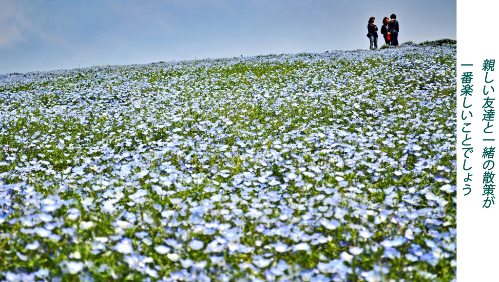 ネモフィラ・コキア　セレクト写真集2011/2012(6)