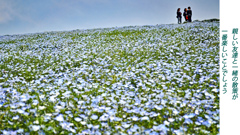 ネモフィラ・コキア　セレクト写真集2011/2012(6)