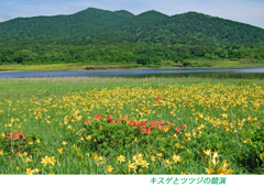 雄国沼のニッコウキスゲ2009(16)