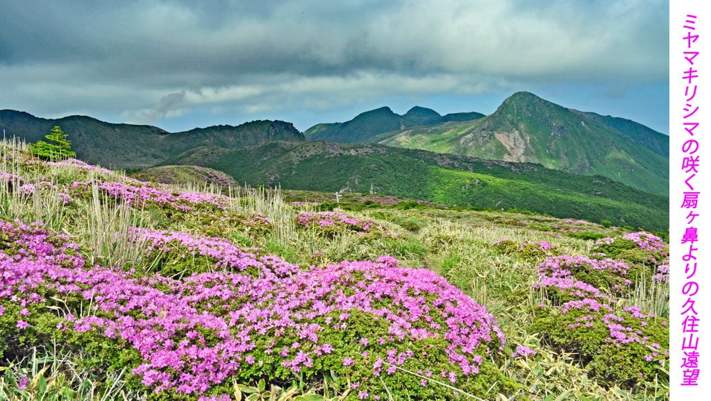 ミヤマキリシマ探訪山行 in 九重連峰2012：1日目(8)