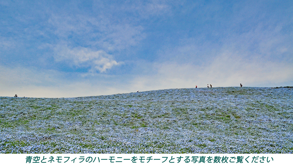 ネモフィラ・コキア　セレクト写真集2011/2012(12)