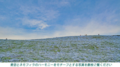ネモフィラ・コキア　セレクト写真集2011/2012(12)
