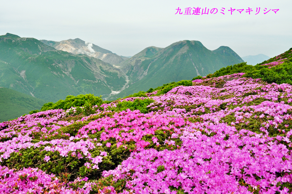 九重連山のミヤマキリシマ