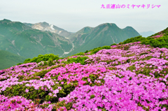 九重連山のミヤマキリシマ