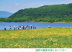 雄国沼のニッコウキスゲ2009(14)