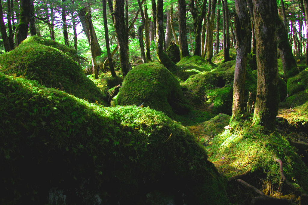 北八ケ岳・苔蒸す樹林帯