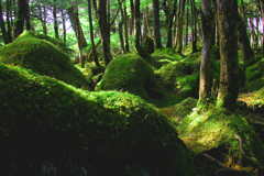 北八ケ岳・苔蒸す樹林帯
