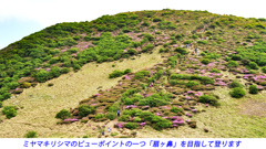 ミヤマキリシマ探訪山行 in 九重連峰2012：1日目(6)