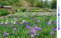 横須賀しょうぶ園探訪2009(2) 横須賀しょうぶ園探訪2009(2)