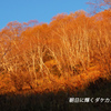 北岳登頂の山旅2006：2日目(6)