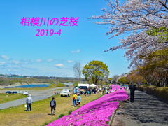 相模川の芝桜 2019-4 (1)
