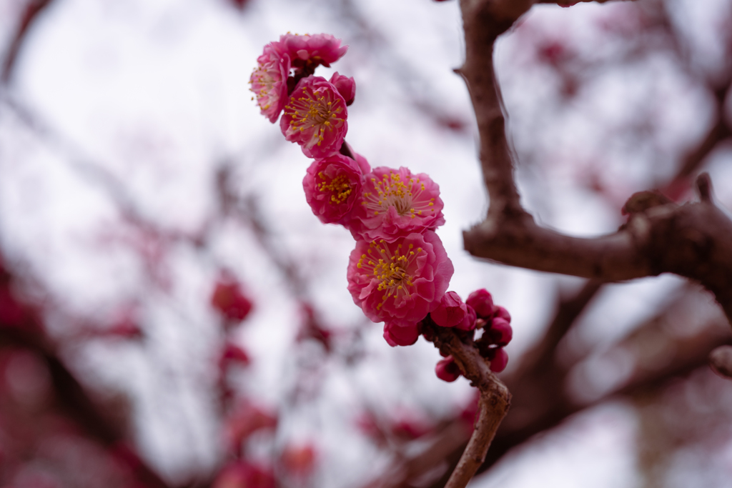 徳川園　淋子梅