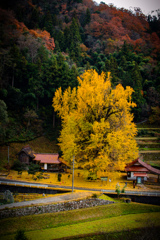 広島　三次　銀杏　神社