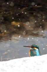 雪とカワセミ