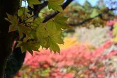 Z30で紅葉狩り