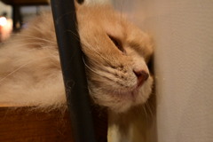 Z30で猫カフェ