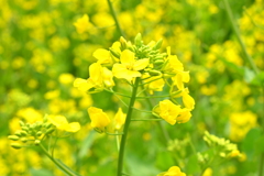 Z30×マクロレンズ×菜の花